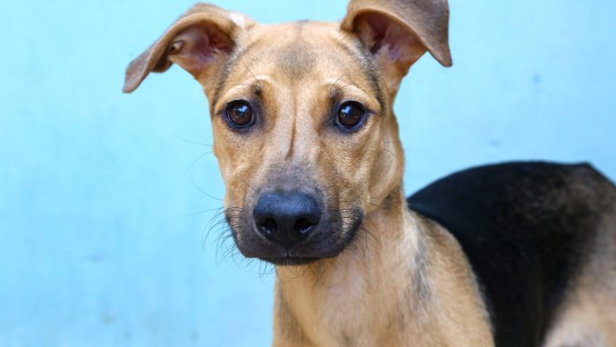 ליאו כלב לאימוץ אגודת צער בעלי חיים בישראל