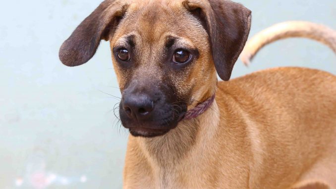 מסי כלב לאימוץ אגודת צער בעלי חיים בישראל