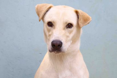 צהוב כלב לאימוץ אגודת צער בעלי חיים בישראל
