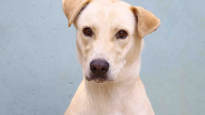 צהוב כלב לאימוץ אגודת צער בעלי חיים בישראל