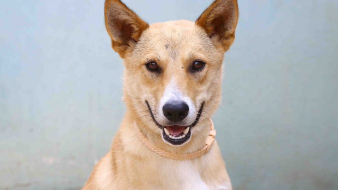 מוקי כלב לאימוץ אגודת צער בעלי חיים בישראל