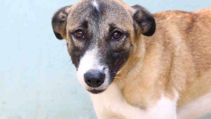 מולי כלבה לאימוץ - אגודת צער בעלי חיים בישראל