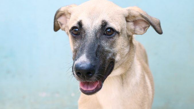 שוקו כלב לאימוץ אגודת צער בעלי חיים בישראל