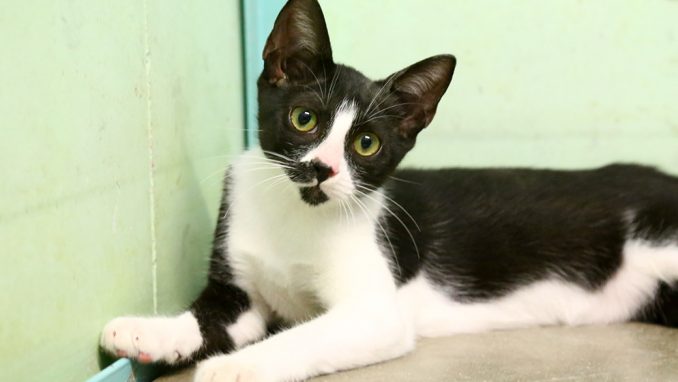 שרונה חתולה לאימוץ אגודת צער בעלי חיים בישראל