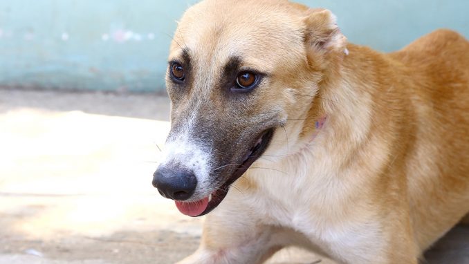 קוקי כלב לאימוץ אגודת צער בעלי חיים בישראל