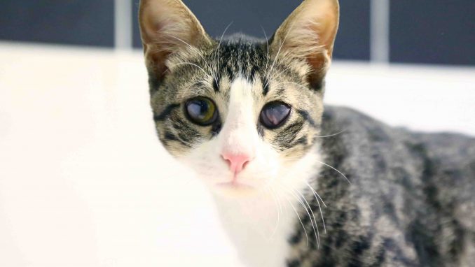 מרטין חתול לאימוץ אגודת צער בעלי חיים בישראל