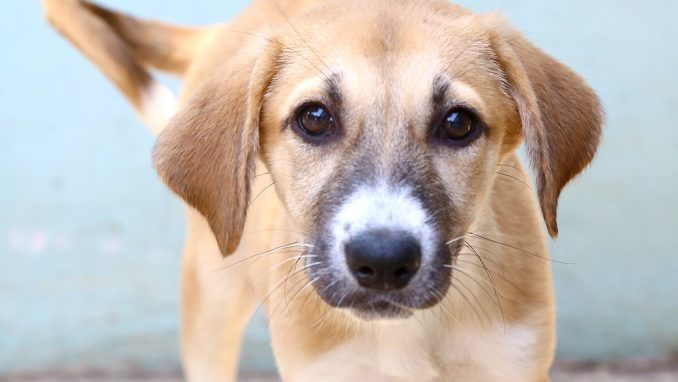 ויק כלבה לאימוץ אגודת צער בעלי חיים בישראל