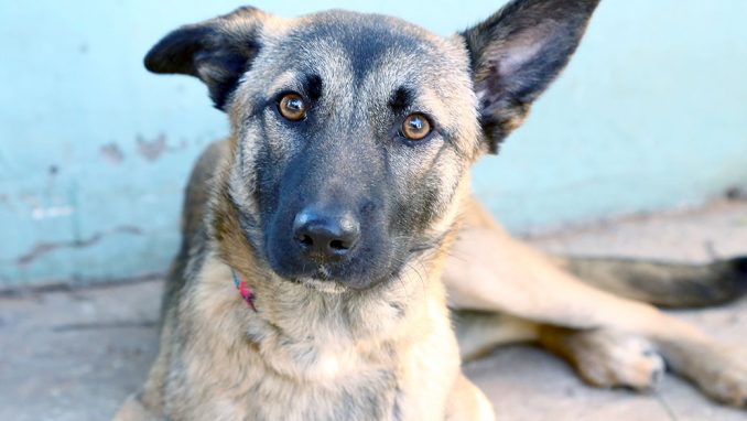 כלבת רועים מעורבת בת 8 חודשים, קשובה וערנית. כלבה צעירה שמחכה בקוצר רוח למצוא אהבה חדשה וזקוקה למשפחה עם הרבה סבלנות וניסיון בחינוך