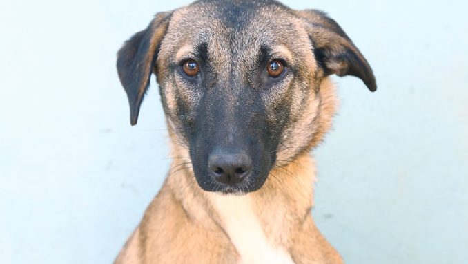 כלבת רועים מעורבת בת 8 חודשים, עדינה וחששנית. כלבה מתוקה שמחפשת מישהו שיעניק לה הרבה תשומת לב, חום ואהבה. היא זקוקה לחינוך ולחשיפה לעולם שבחוץ