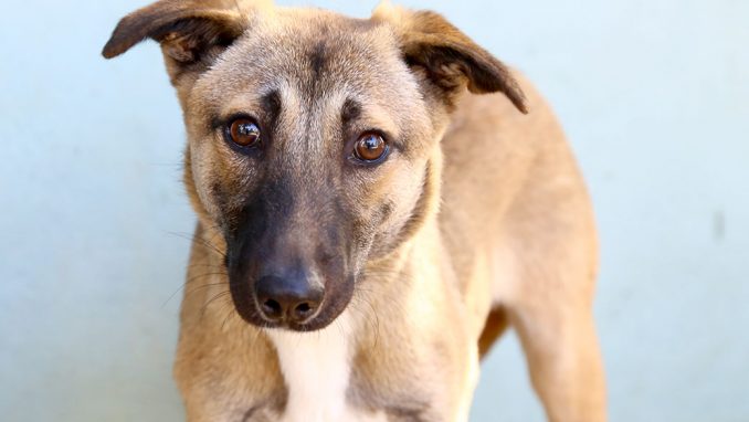 כלבת רועים מעורבת בת 8 חודשים, יפה ומרשימה. כלבה חכמה וטובה שרוצה ללמוד דברים חדשים ומבטיחה לעשות זאת הכי מהר שהיא יכולה. זקוקה לחינוך ולהרבה פעילות