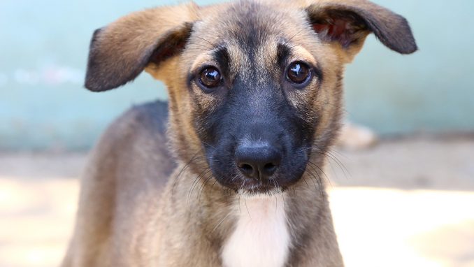 בל כלבה לאימוץ אגודת צער בעלי חיים בישראל