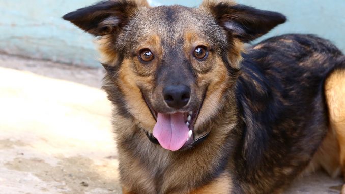 מארק כלב לאימוץ אגודת צער בעלי חיים בישראל