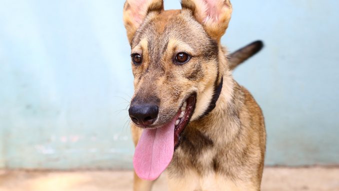 סטיב כלב לאימוץ אגודת צער בעלי חיים בישראל