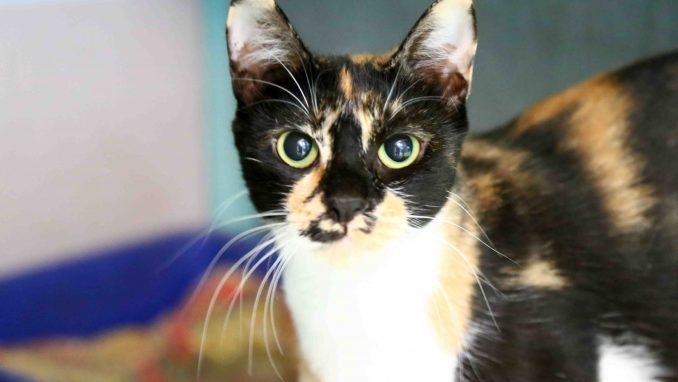 ליידי חתולה לאימוץ אגודת צער בעלי חיים בישראל