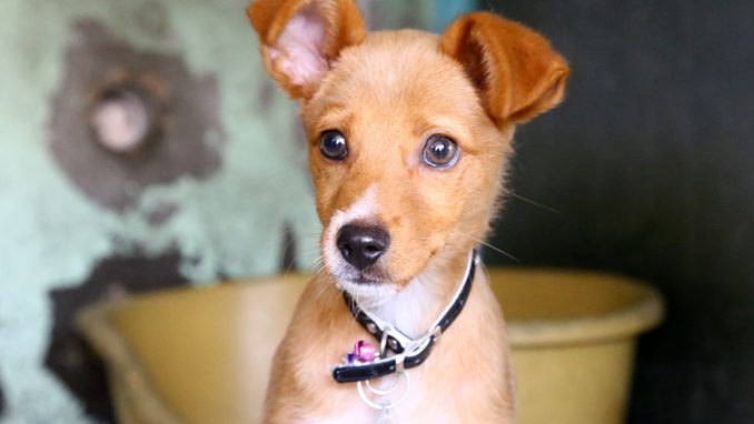 ליבי כלבה לאימוץ אגודת צער בעלי חיים בישראל