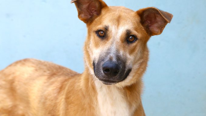 לורה כלבה לאימוץ אגודת צער בעלי חיים בישראל