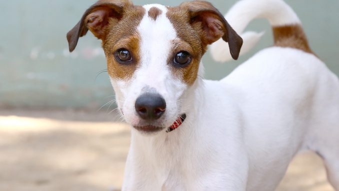 ג'קי כלב לאימוץ אגודת צער בעלי חיים בישראל