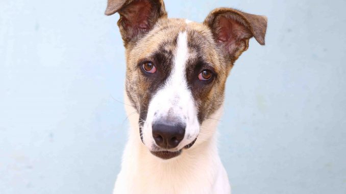 טים כלב לאימוץ אגודת צער בעלי חיים בישראל