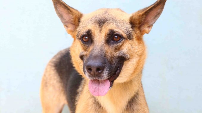 אניטה כלבה לאימוץ אגודת צער בעלי חיים בישראל