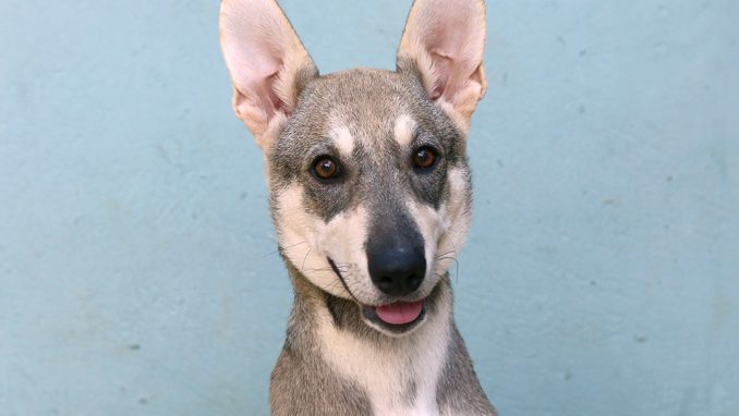 לייקה כלבה לאימוץ אגודת צער בעלי חיים בישראל