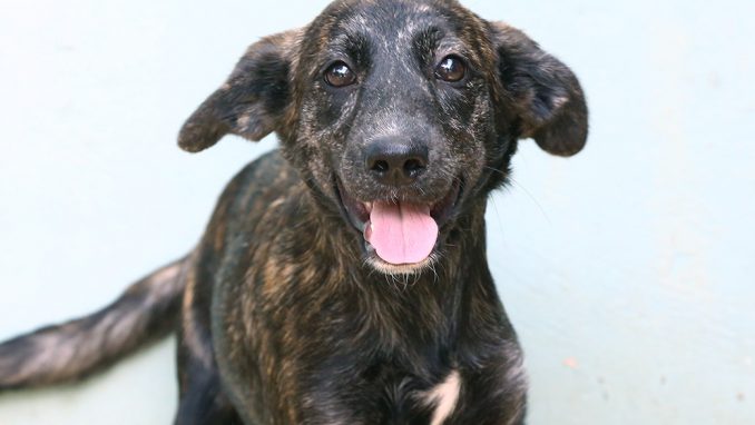 איזבלה כלבה לאימוץ אגודת צער בעלי חיים בישראל