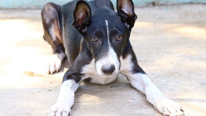 אנטוניו כלב לאימוץ אגודת צער בעלי חיים בישראל