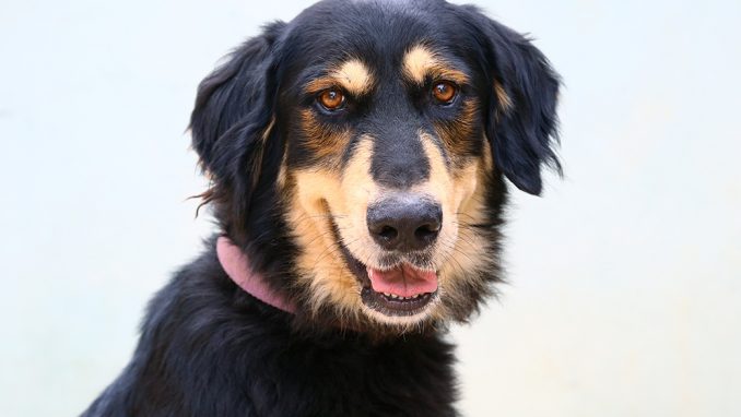 צאקי כלב לאימוץ אגודת צער בעלי חיים בישראל