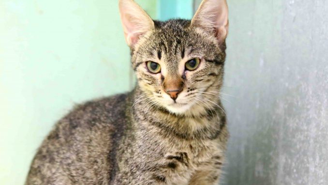 מיצי חתולה לאימוץ אגודת צער בעלי חיים בישראל