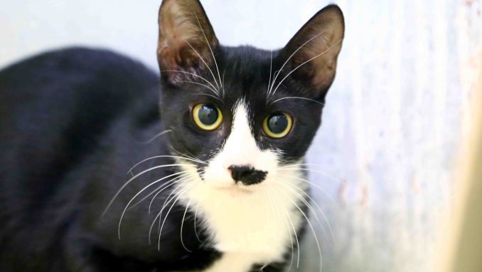 פיצי חתולה לאימוץ אגודת צער בעלי חיים בישראל