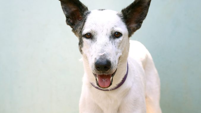 במבה כלבה לאימוץ אגודת צער בעלי חיים בישראל