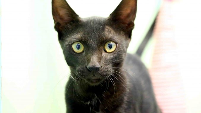 מוריס חתול לאימוץ אגודת צער בעלי חיים בישראל