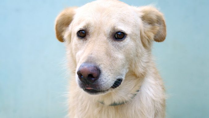 מרפי כלב לאימוץ אגודת צער בעלי חיים בישראל