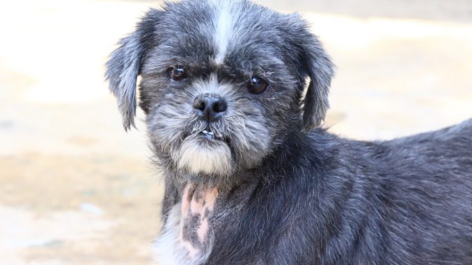 פטל כלבה לאימוץ אגודת צער בעלי חיים בישראל