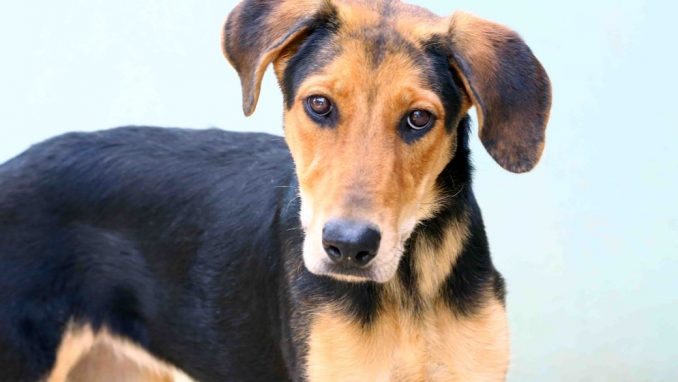 יפה כלבה לאימוץ - אגודת צער בעלי חיים בישראל