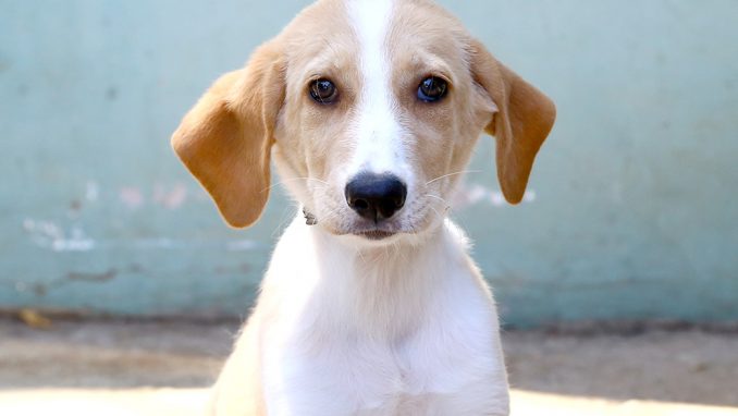 מנטה כלבה לאימוץ אגודת צער בעלי חיים בישראל