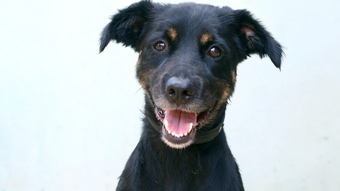 פליפ כלב לאימוץ אגודת צער בעלי חיים בישראל