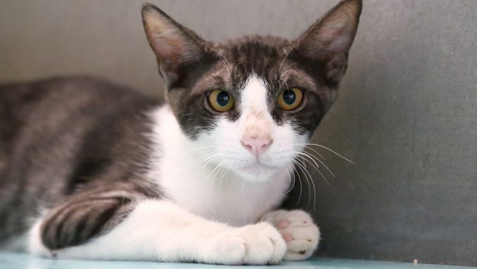 שימי חתול לאימוץ אגודת צער בעלי חיים בישראל