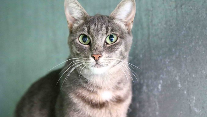 פרינססה חתולה לאימוץ אגודת צער בעלי חיים בישראל