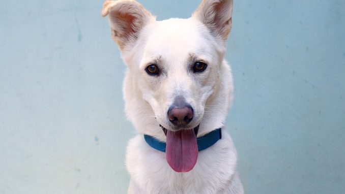 מקס כלב לאימוץ אגודת צער בעלי חיים בישראל