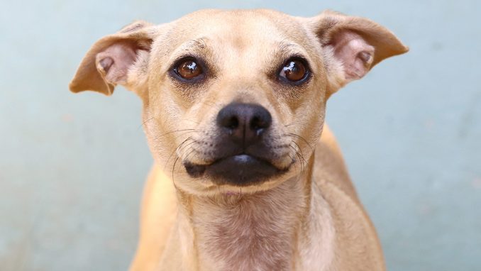 מוקה כלבה לאימוץ אגודת צער בעלי חיים בישראל