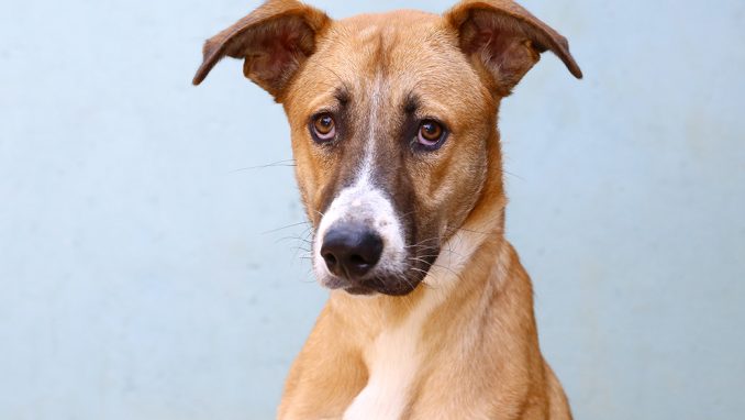 ג'ימי כלב לאימוץ אגודת צער בעלי חיים בישראל