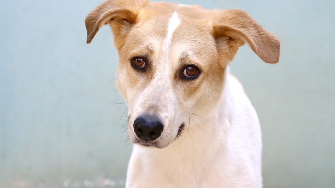 אמה כלבה לאימוץ אגודת צער בעלי חיים בישראל