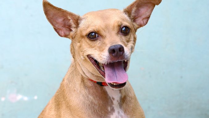 אפריל כלבה לאימוץ אגודת צער בעלי חיים בישראל