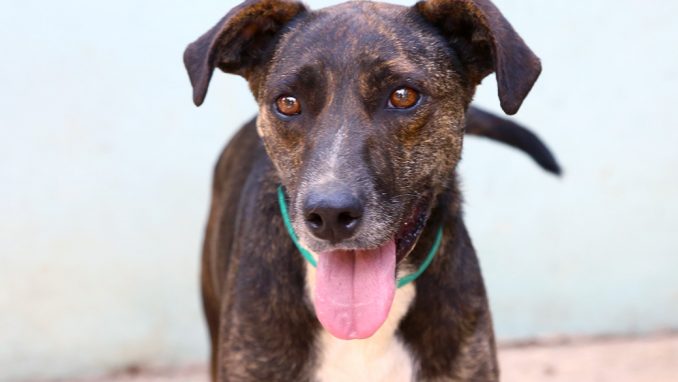 קוקו כלב לאימוץ אגודת צער בעלי חיים בישראל