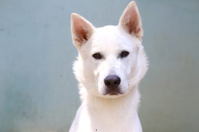 ליאו כלב לאימוץ אגודת צער בעלי חיים בישראל
