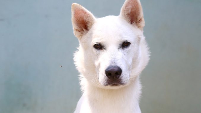 ליאו כלב לאימוץ אגודת צער בעלי חיים בישראל