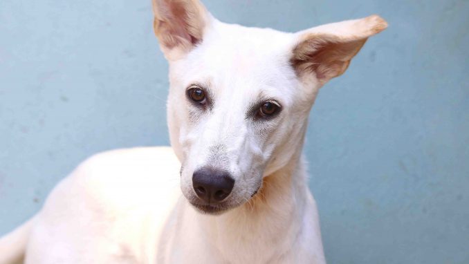 סיסי כלבה לאימוץ אגודת צער בעלי חיים בישראל