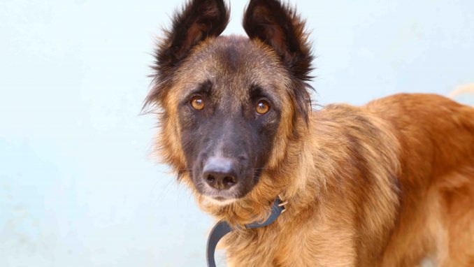 דייזי כלבה לאימוץ אגודת צער בעלי חיים בישראל