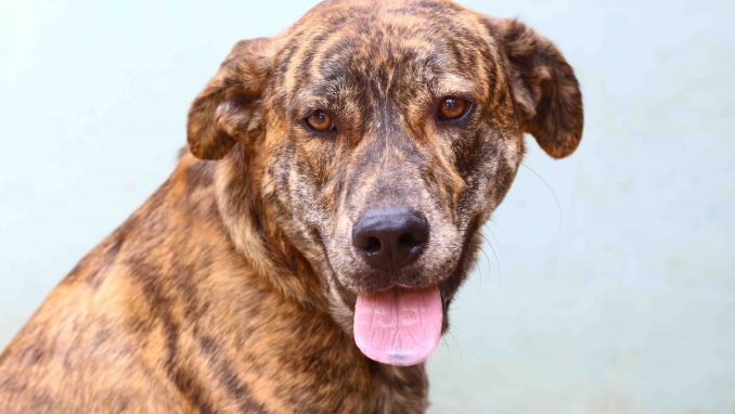 חץ כלב לאימוץ באוגדת צער בעלי חיים בישראל