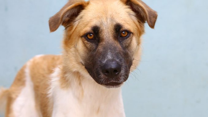 ונוס כלבה לאימוץ אגודת צער בעלי חיים בישראל